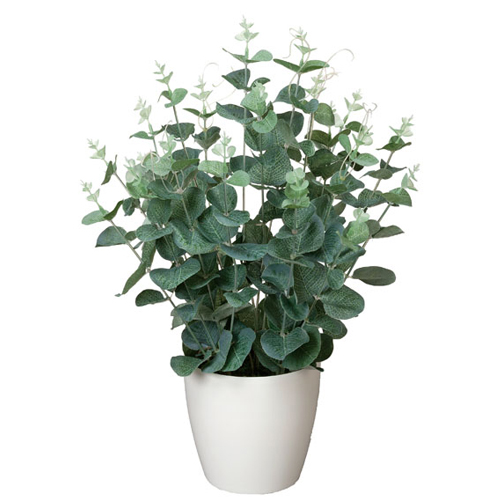 ユーカリ 鉢の人気商品 通販 価格比較 価格 Com